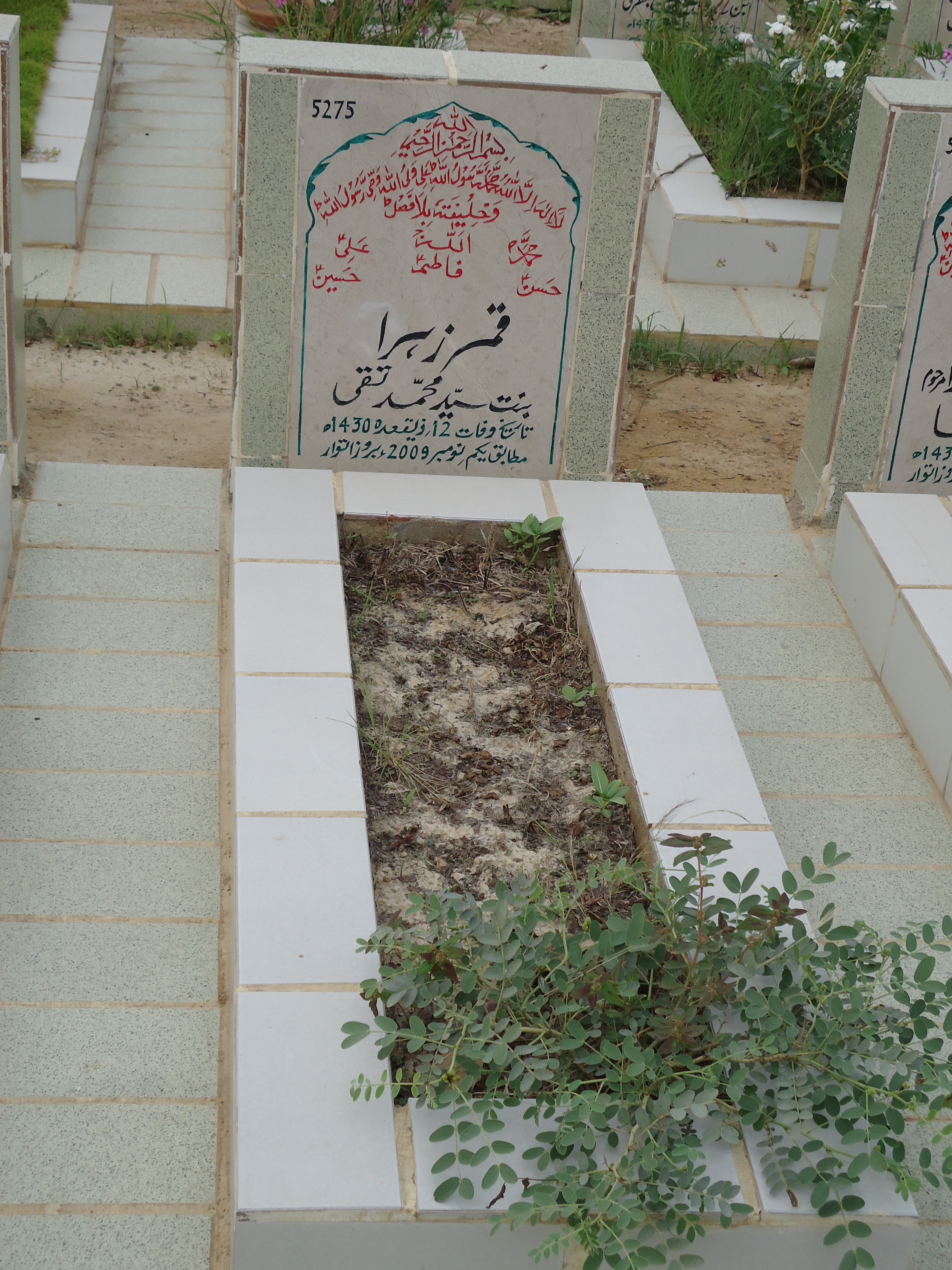 5275 – Qamar Zehra